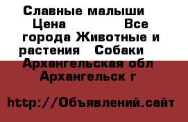 Славные малыши! › Цена ­ 10 000 - Все города Животные и растения » Собаки   . Архангельская обл.,Архангельск г.